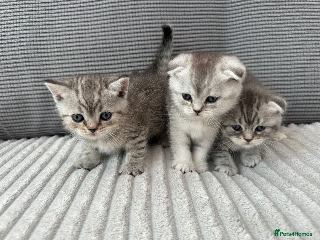 Scottish Fold cats for sale: Scotish fold kittens  - Image 2
