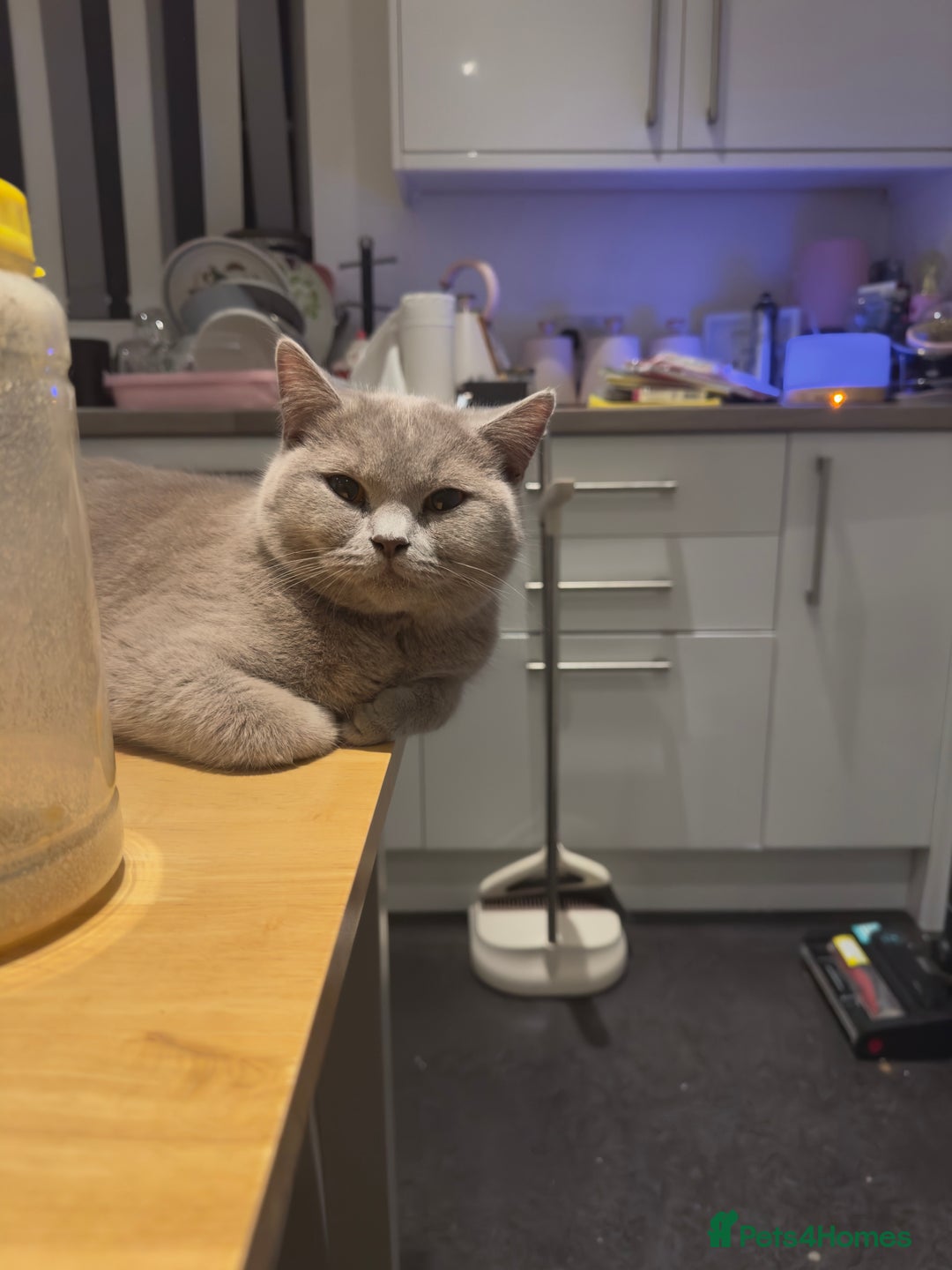 British Shorthair cats for sale: Adorable British Shorthair Kittens Family-Friendly - Advert 8