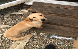 Labrador Retriever dogs for sale: beautiful Labrador girls for sale - Image 4