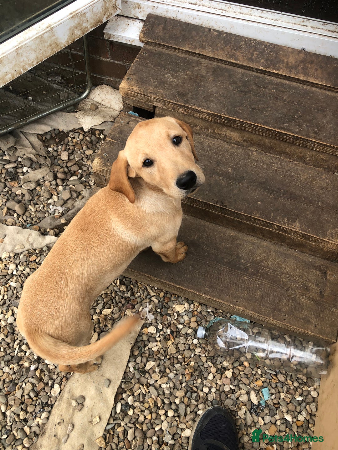 Labrador Retriever dogs for sale: beautiful Labrador girls for sale - Image 4