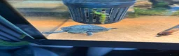 Turtle reptiles for sale: 2 musk turtles and set up  - Advert 8