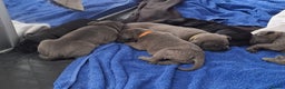 Cane Corso dogs for sale: Chunky cane corso puppies - Advert 9