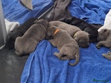 Cane Corso Puppy 3