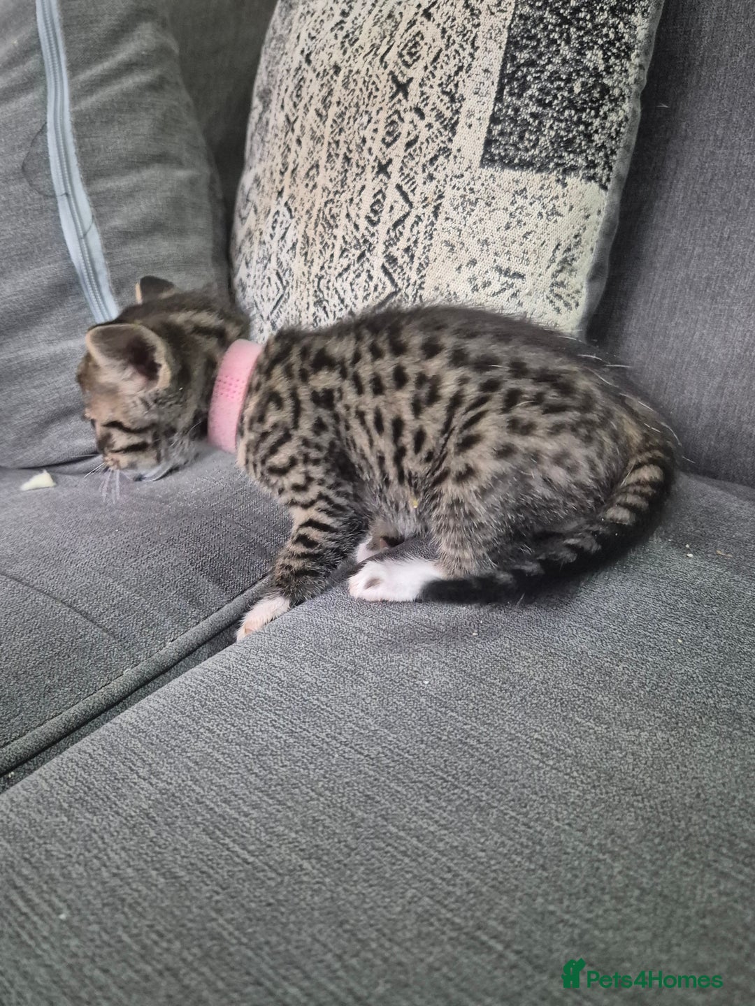 Savannah cats for sale: Savannah kittens ready to leave 24th October  - Image 28