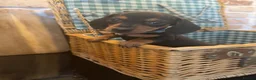 Miniature Dachshund dogs for sale: Miniature Dachshund puppies READY TO LEAVE NOW  - Advert 6
