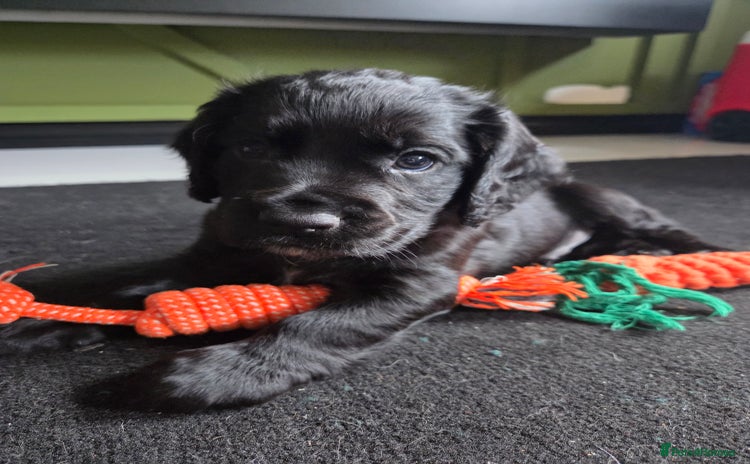 Cocker Spaniel dogs - Advert 10