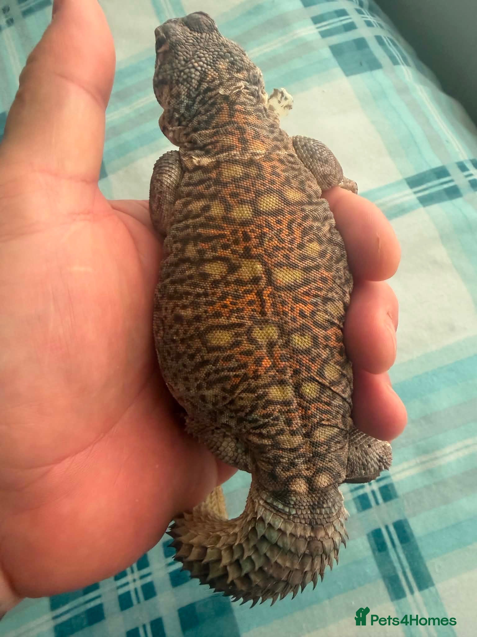 Lizard reptiles WANTED MALE UROMASTYXS  - Advert 1