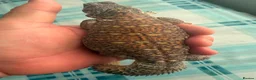Lizard reptiles for sale: WANTED MALE UROMASTYXS  - Advert 1