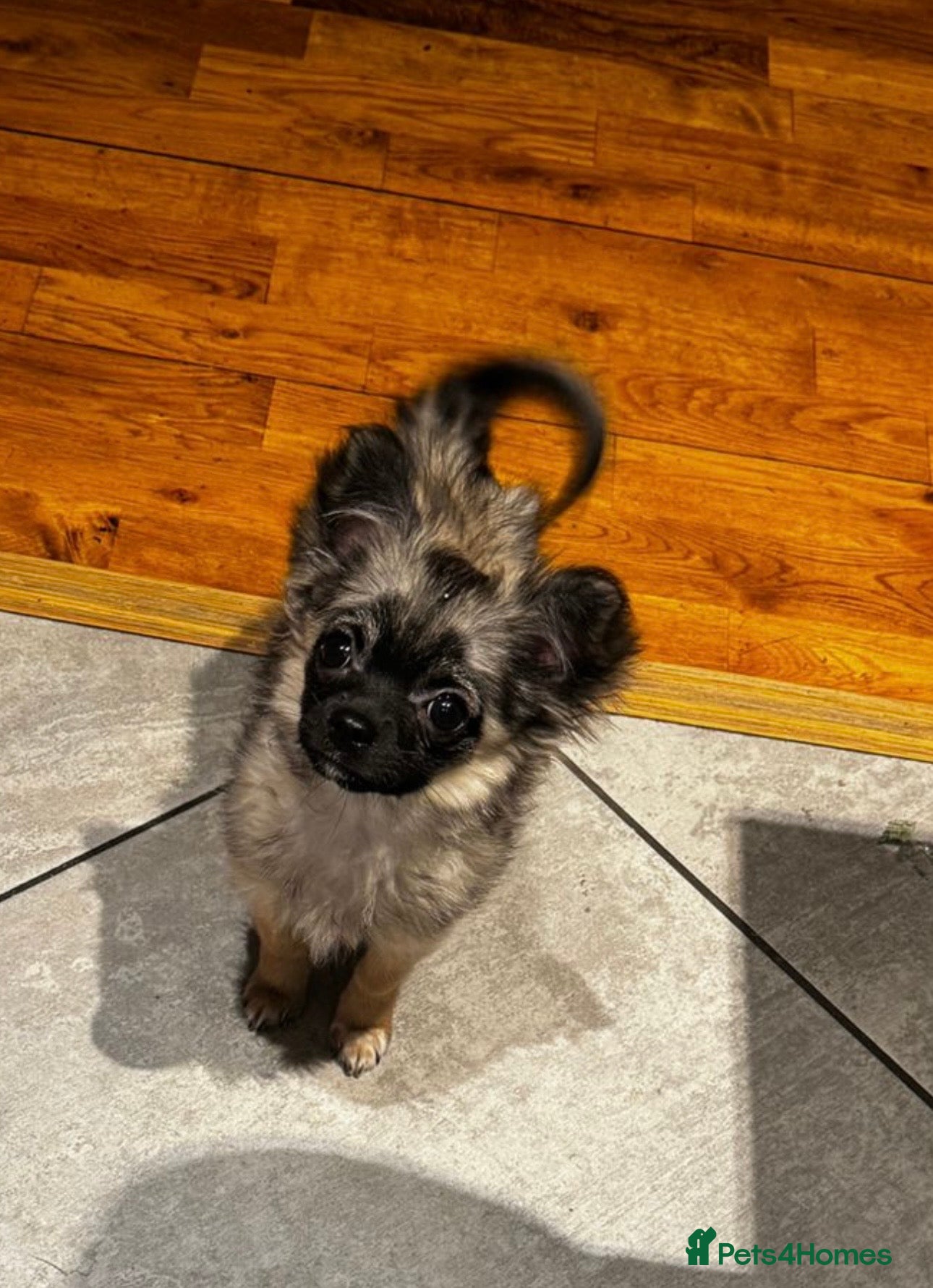 Chihuahua dogs Beautiful long haired boy - sweet temperament  - Advert 2