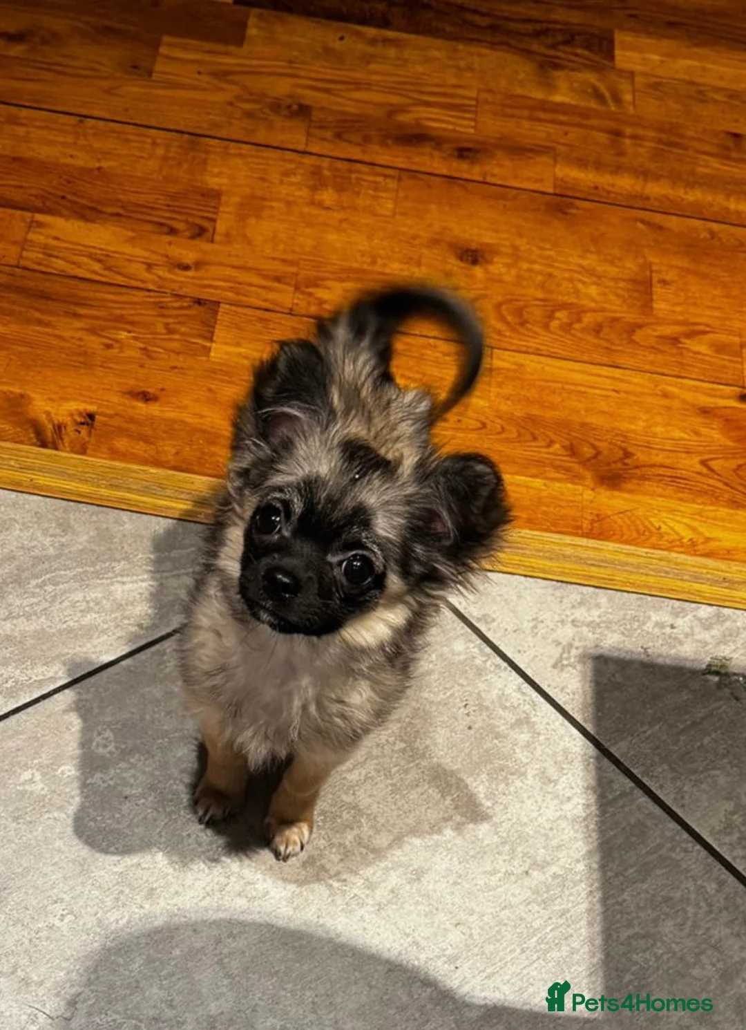 Chihuahua dogs for sale: Beautiful long haired boy - sweet temperament  - Advert 1