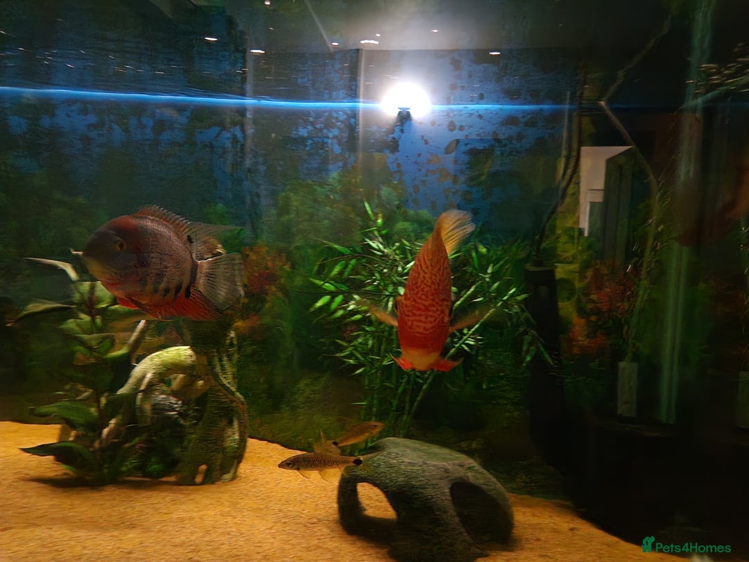 Cichlids fish for sale: Chiclids  - Advert 4