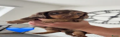 Dachshund Puppy 2