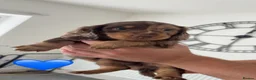 Dachshund dogs for sale: Standard Dachshund puppies   - Advert 5