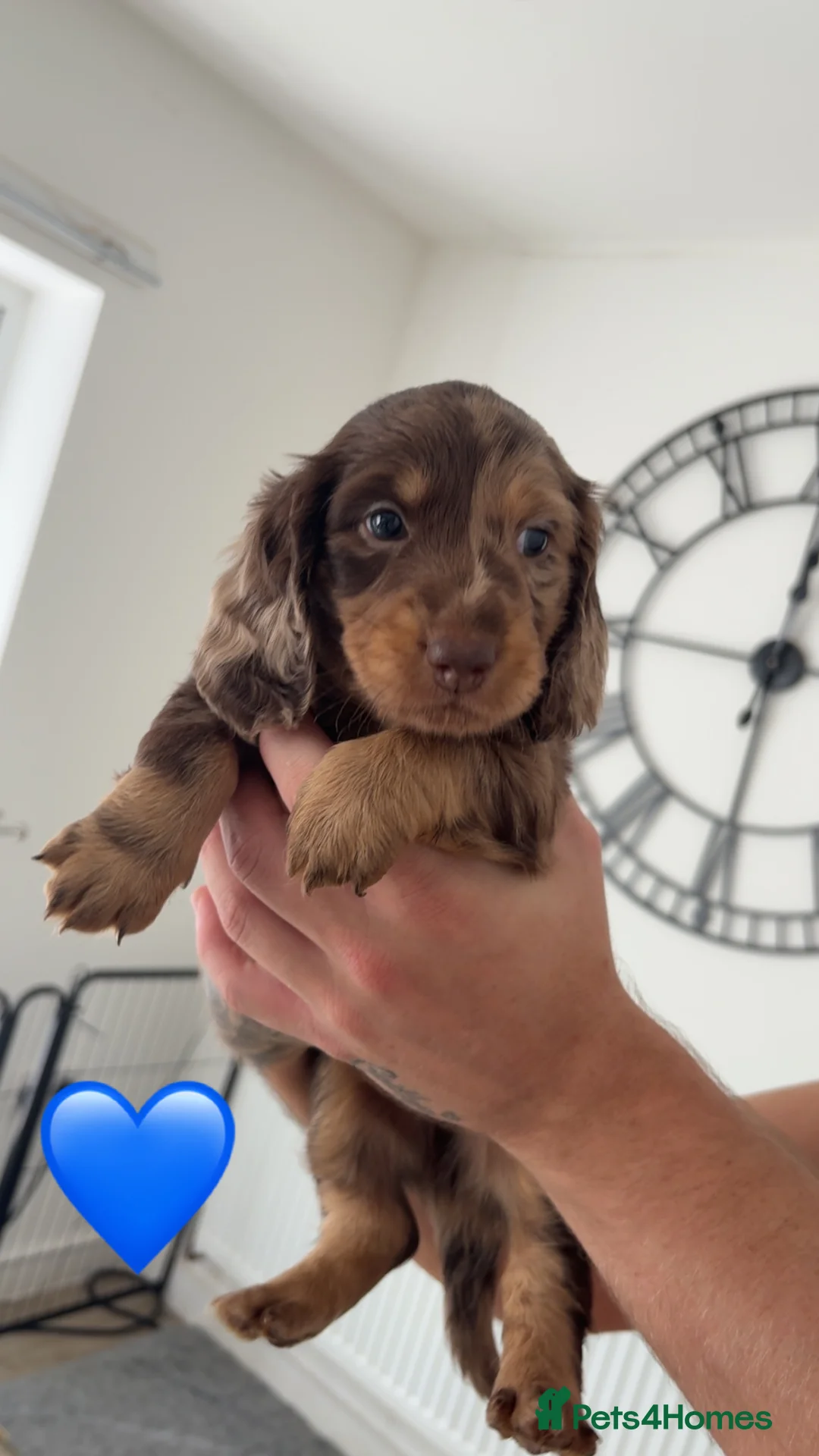 Dachshund dogs for sale: Standard Dachshund puppies   - Advert 5