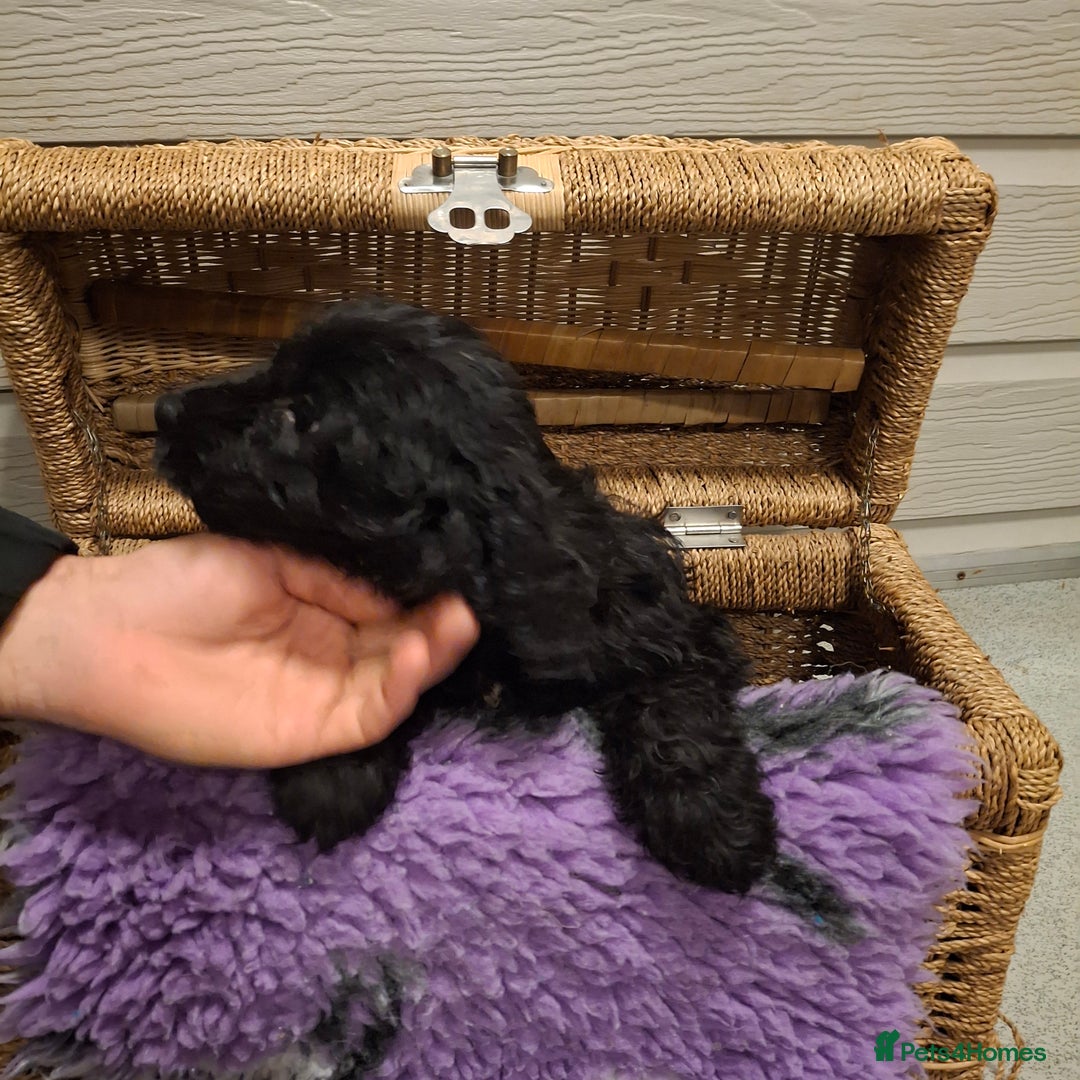 Cockapoo dogs for sale: Cockapoo pups - Advert 6