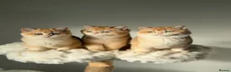British Shorthair cats for sale: "Teddy Bear 🧸 " British Shorthair Golden kittens - Advert 20