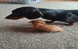 Chiweenie dogs for sale: One beautiful girl left  - Image 2