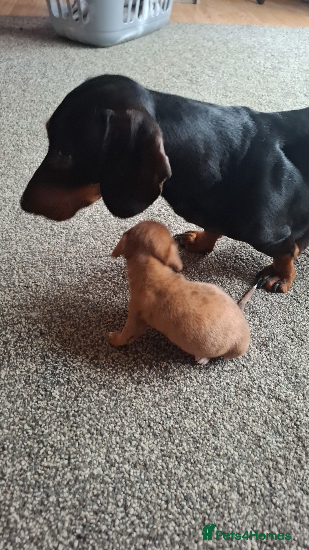 Chiweenie dogs for sale: One beautiful girl left  - Image 2
