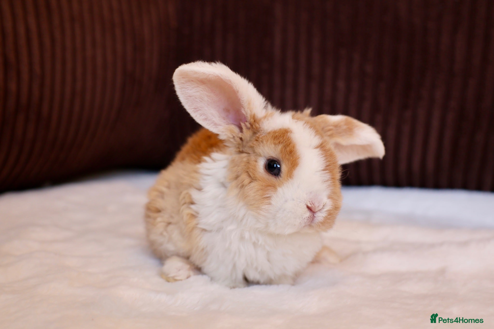 Mini Lop rabbits Mini Plush Lops & Mini Rex Doe 🐰 - Advert 2