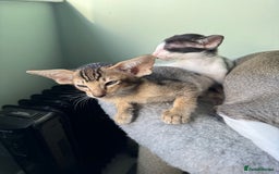 Oriental cats for sale: Pedigree Oriental Kittens  - Image 17