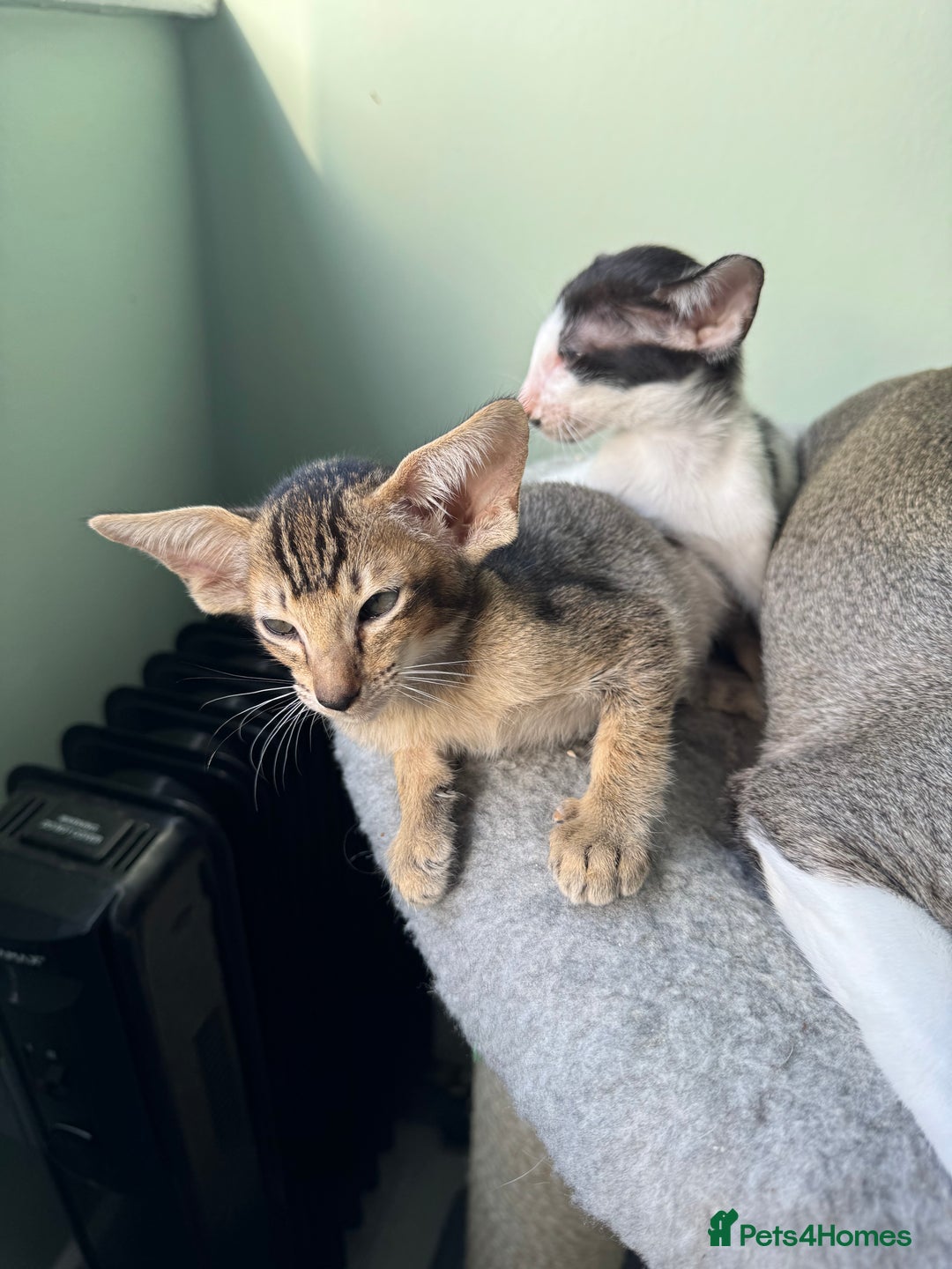 Oriental cats for sale: Pedigree Oriental Kittens  - Image 17