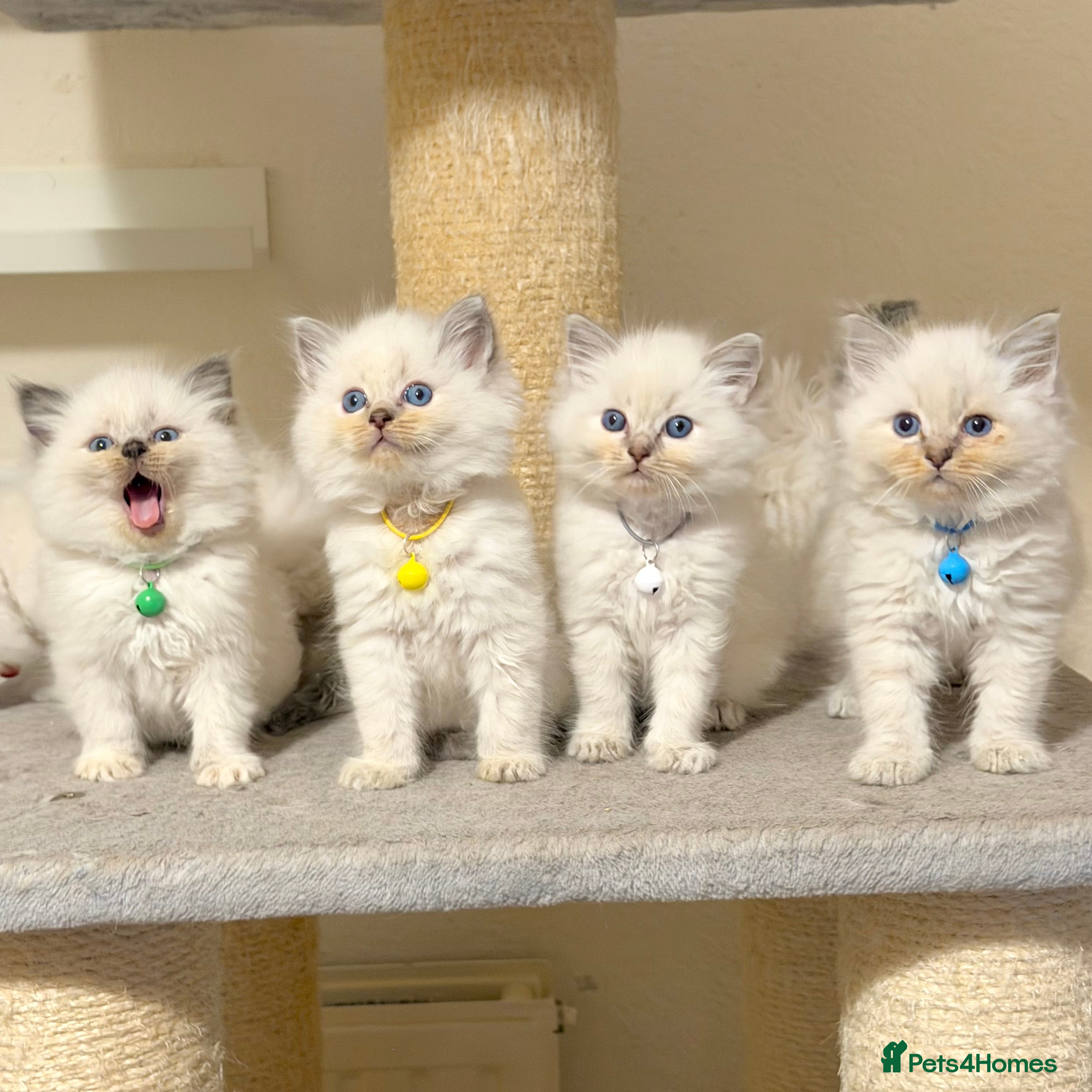 Ragdoll cats Fluffy, Cuddly, Playful, Affectionate Kittens - Advert 1