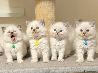 Ragdoll cats Fluffy, Cuddly, Playful, Affectionate Kittens - Advert 1