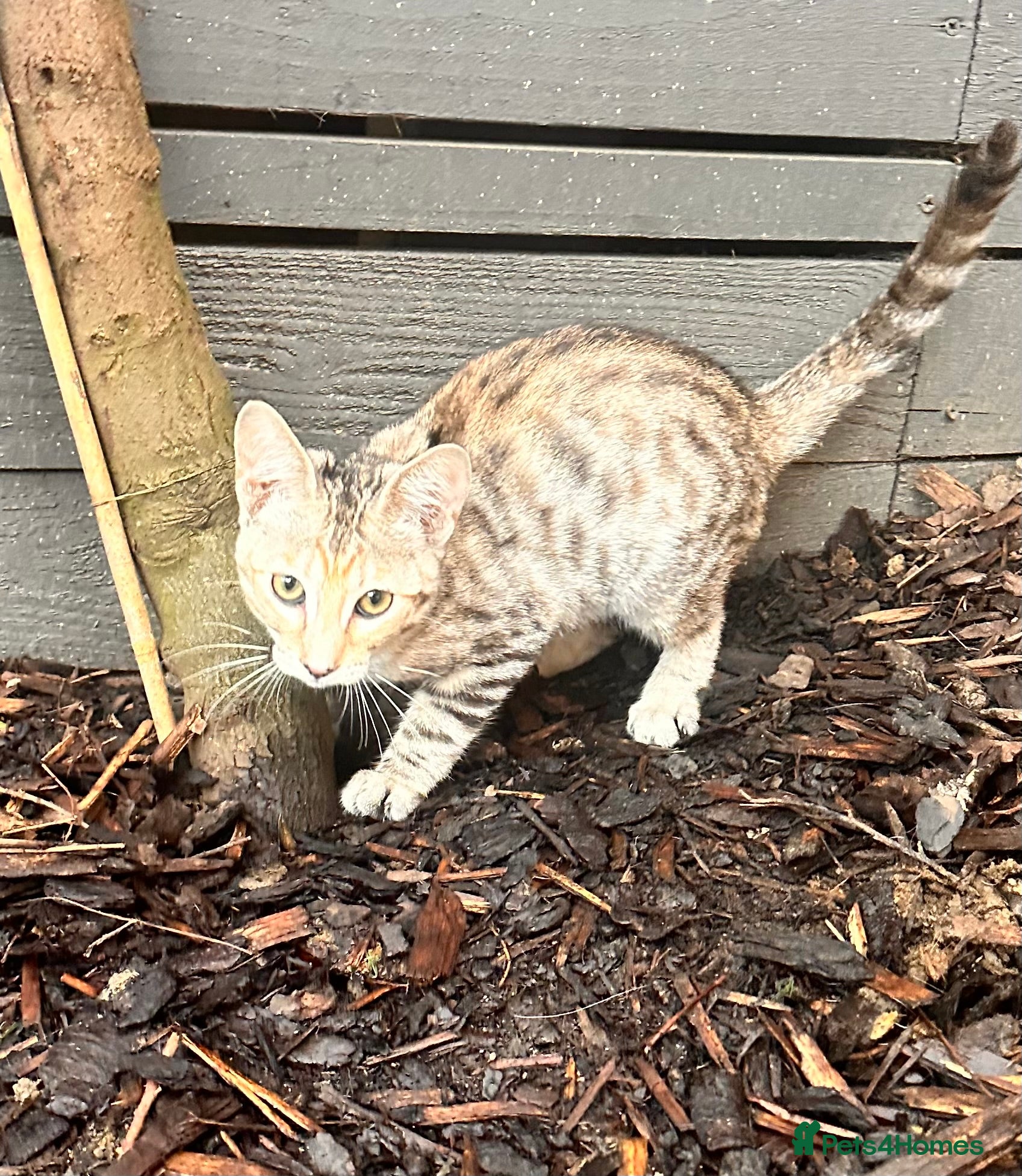 Savannah cats F4 Girl Silver/Snow Savannah kittens  - Advert 1