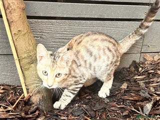 Savannah cats F4 Girl Silver/Snow Savannah kittens - Advert 1