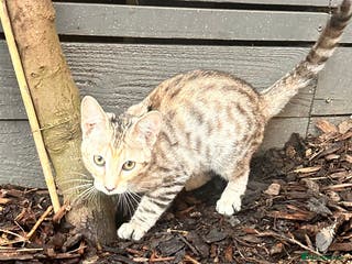 Savannah cats F4 Girl Silver/Snow Savannah kittens - Advert 1