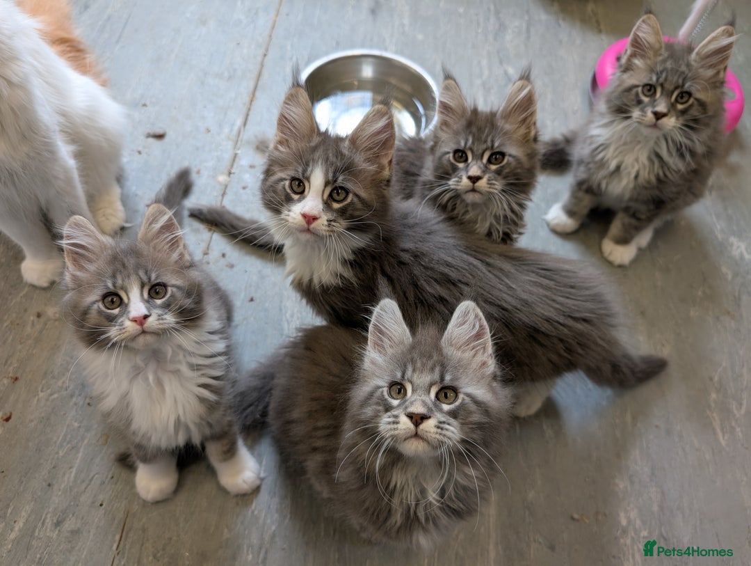Maine Coon cats for sale: Maine Coon Kittens GCCF - Image 25