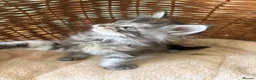 Maine Coon cats for sale: Tica registered 4 female mainecoons left,  polys - Advert 23