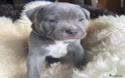 Staffordshire Bull Terrier dogs for sale: Perfect Pure Staffordshire Bull Terrier Puppies - Image 7