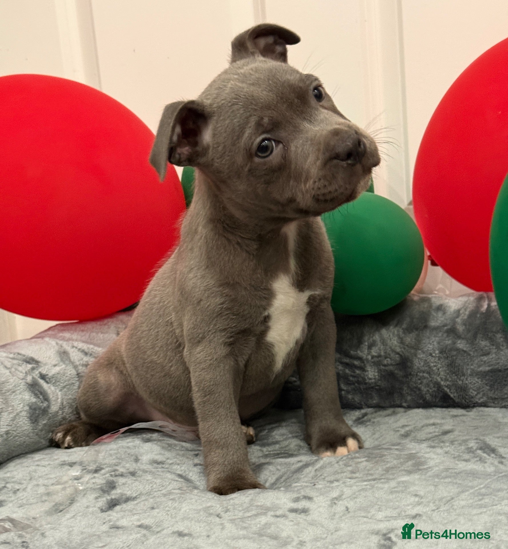 Staffordshire Bull Terrier dogs ‼️ Ready to Leave Now - Advert 1