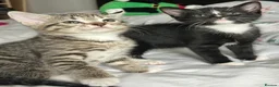 Mixed Breed cats for sale: Adorable kittens for sale - Advert 1