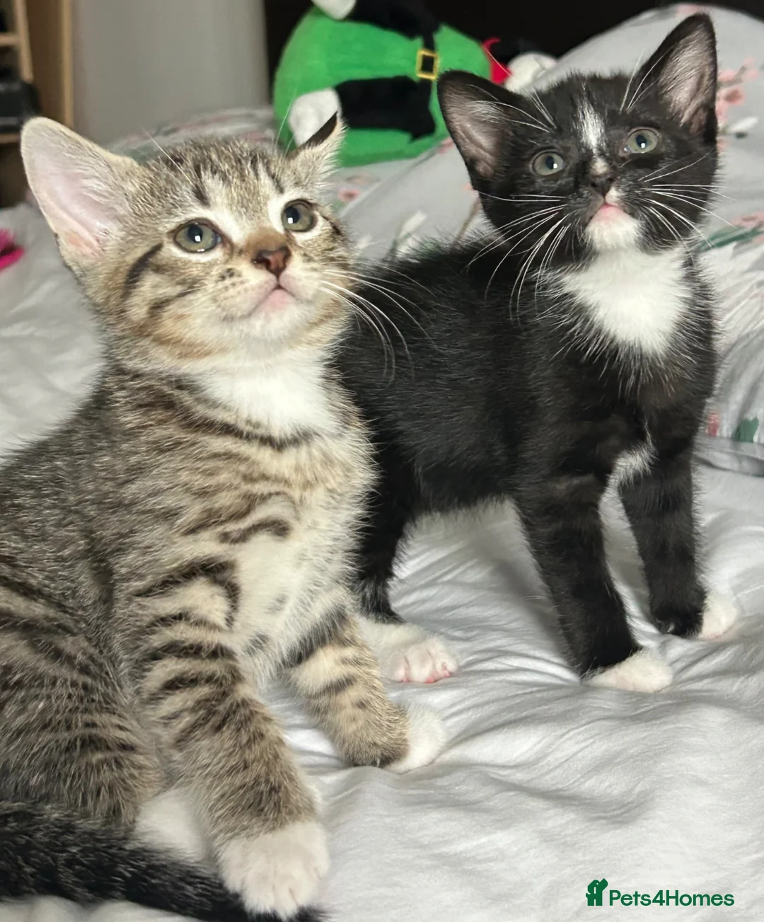 Mixed Breed cats for sale: Adorable kittens for sale - Advert 1