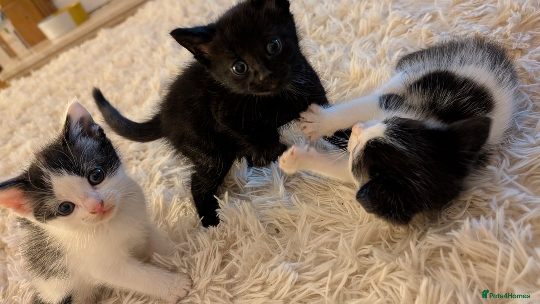 British Shorthair cats for sale: Kittens for sale - Image 1