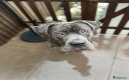 Cane Corso dogs for sale: Male cane corse  - Image 3