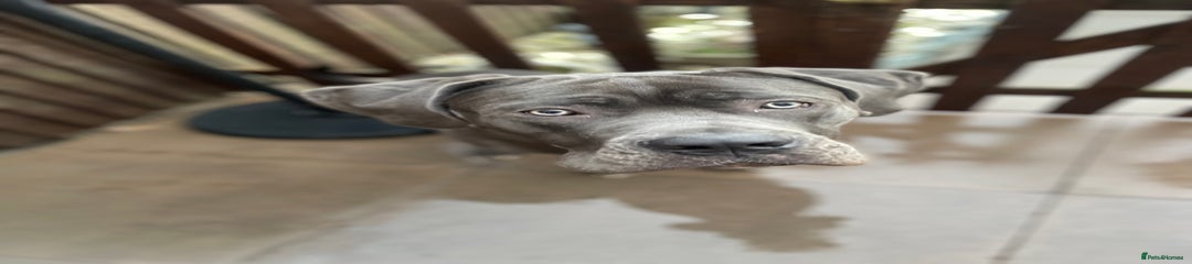 Male Cane Corso 