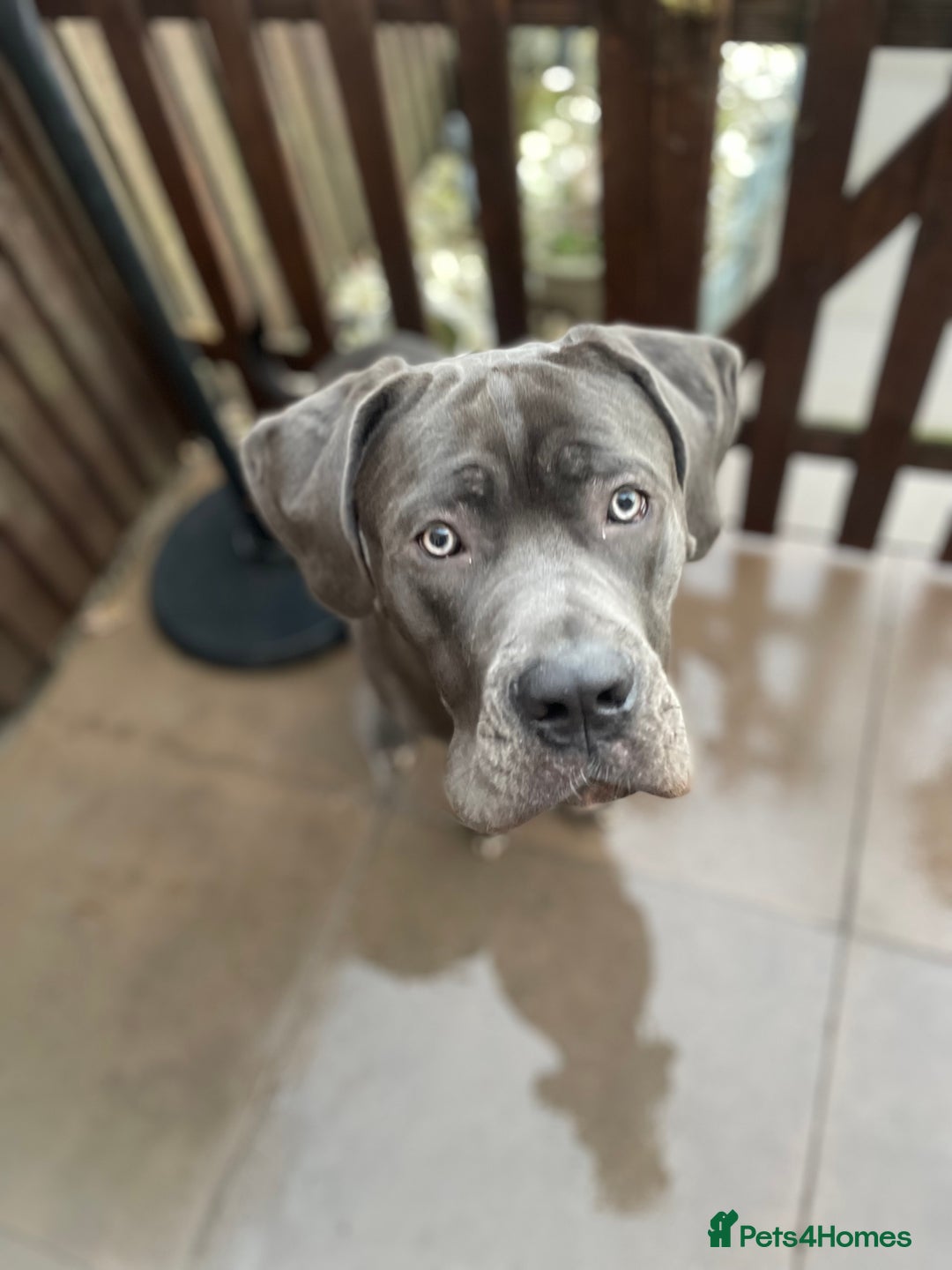 Cane Corso dogs for sale: Male cane corse  - Image 3