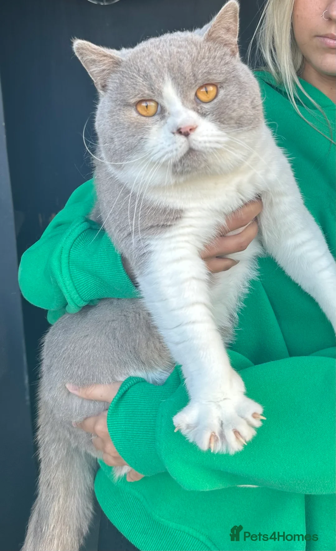 British Shorthair cats for stud: Stunning BSH lilac bi colour boy in Swansea - Advert 6