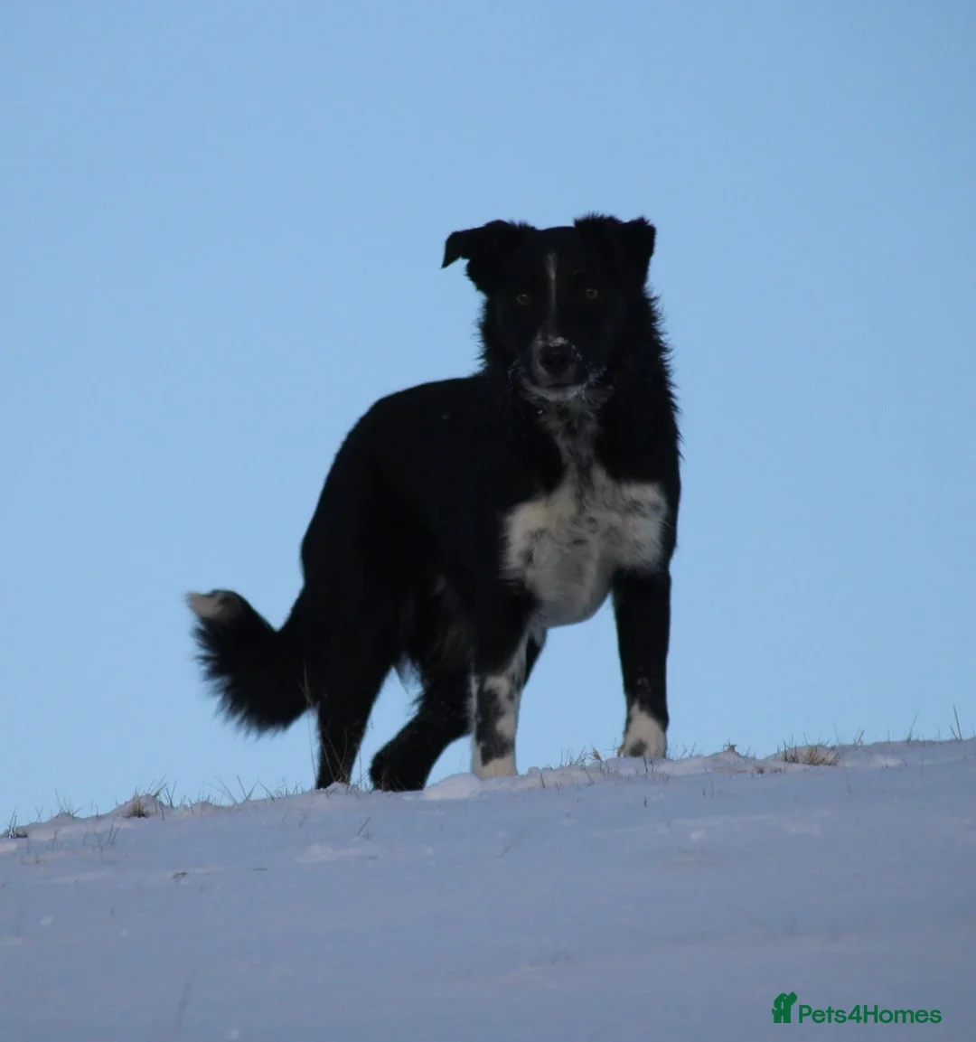 Border Collie dogs for sale: Young border collie - Advert 4