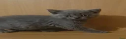 British Shorthair cats for sale: Pure Breed BSH kittens  - Advert 2