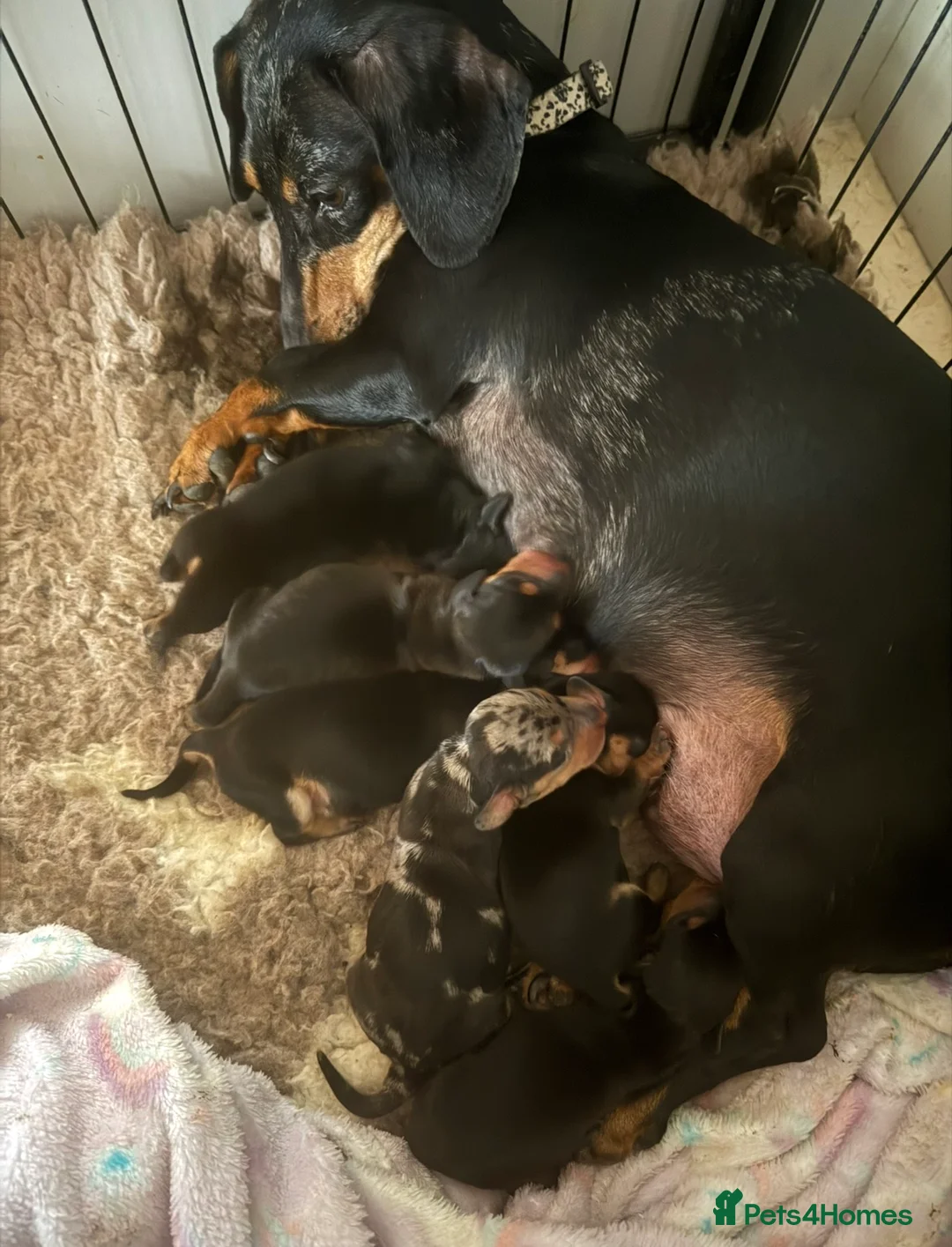 Miniature Dachshund dogs for sale: Miniature Dachshund puppies READY TO LEAVE NOW  - Advert 14