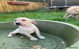 Labrador Retriever dogs for sale: Lovely Labrador pups - Image 13