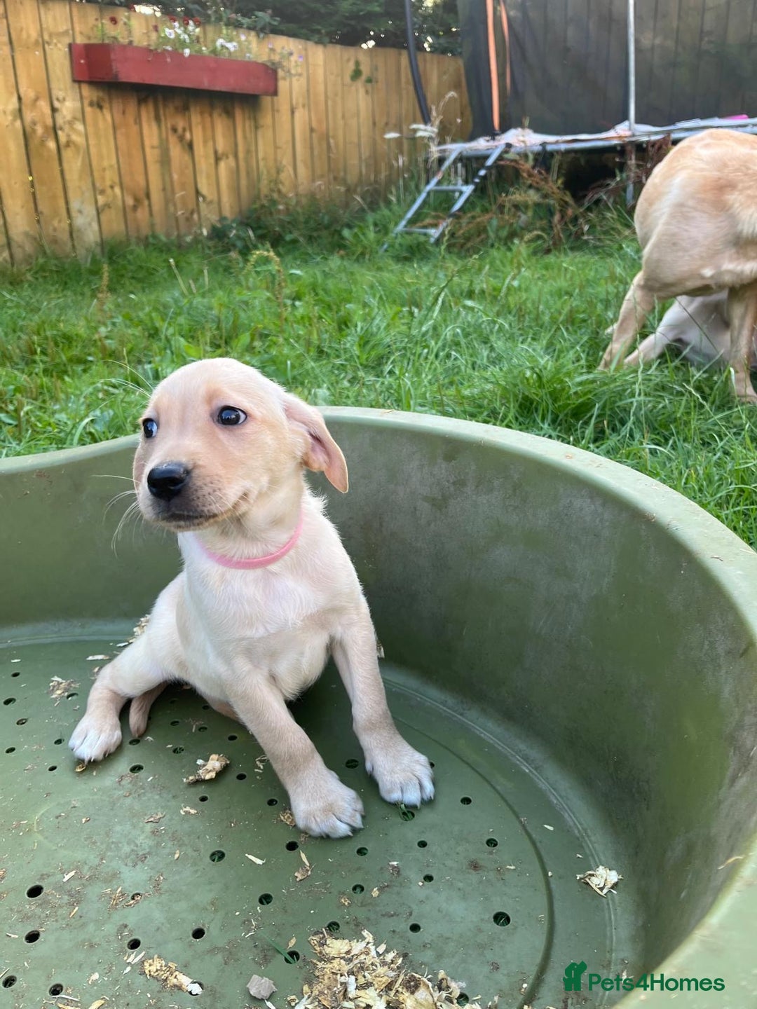 Labrador Retriever dogs for sale: Lovely Labrador pups - Image 13