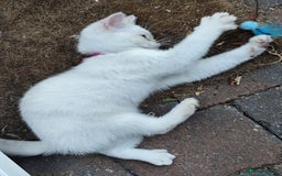 British Shorthair cats for sale: British short hair pure breed - Image 12