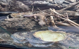 Leopard Gecko reptiles for sale: 2 leopard geckos and vivarium for sale  - Image 2