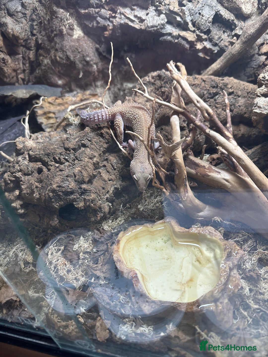 Leopard Gecko reptiles for sale: 2 leopard geckos and vivarium for sale  - Image 2