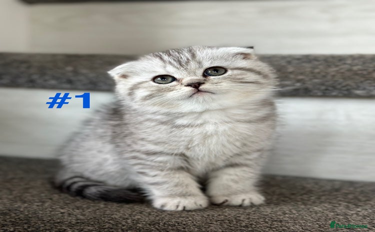 Scottish Fold cats - Advert 3